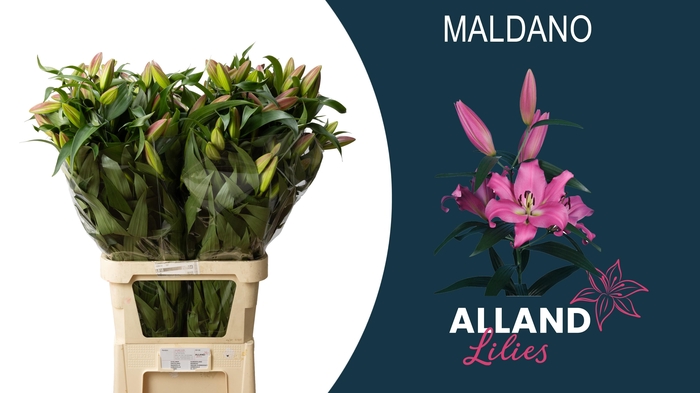 <h4>LI OT MALDANO</h4>