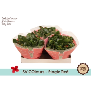 Kalanchoë Single Red in SV.COloursleeve