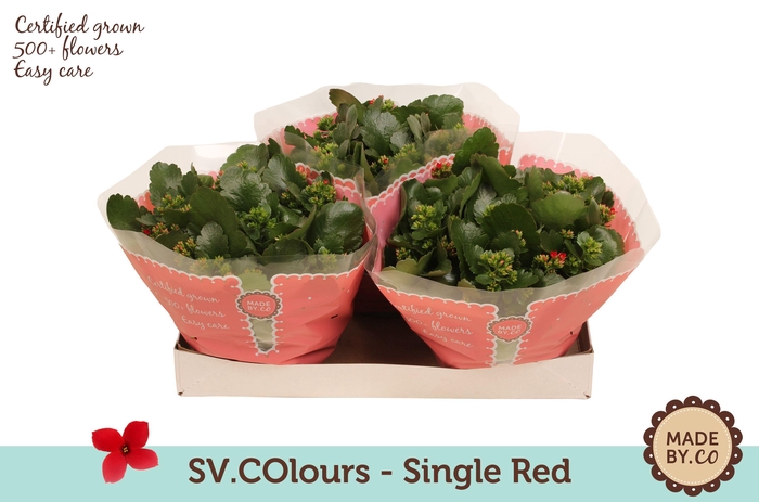 <h4>Kalanchoë Single Red in SV.COloursleeve</h4>