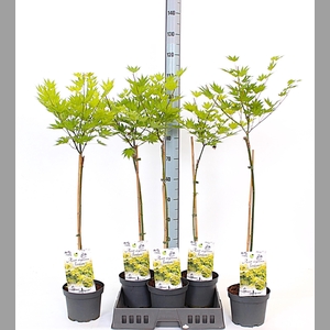 ACER SH JORDAN