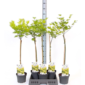 ACER SH JORDAN