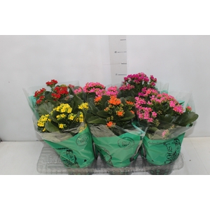 KALANCHOE P15