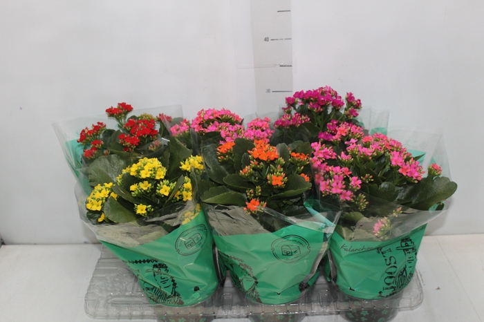 <h4>KALANCHOE P15</h4>