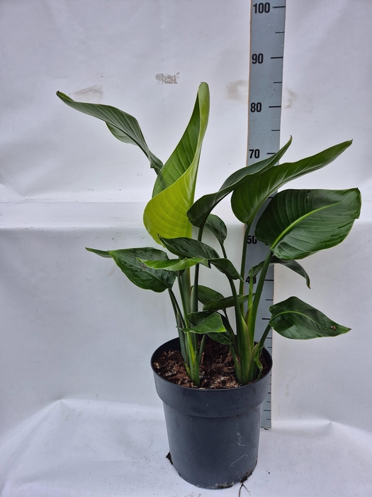 <h4>STRELITZIA NICOLAI</h4>