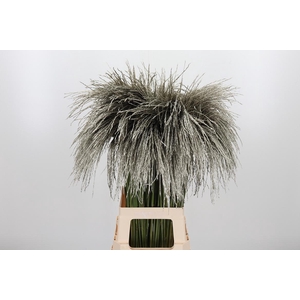 Miscanthus Kl Bh Platina