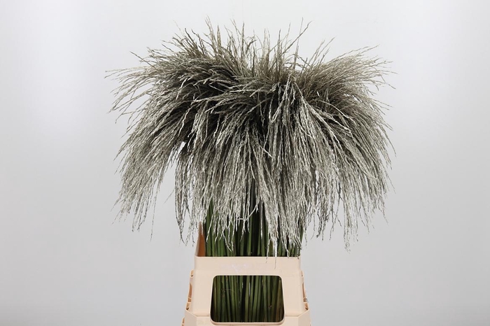 <h4>Miscanthus Kl Bh Platina</h4>