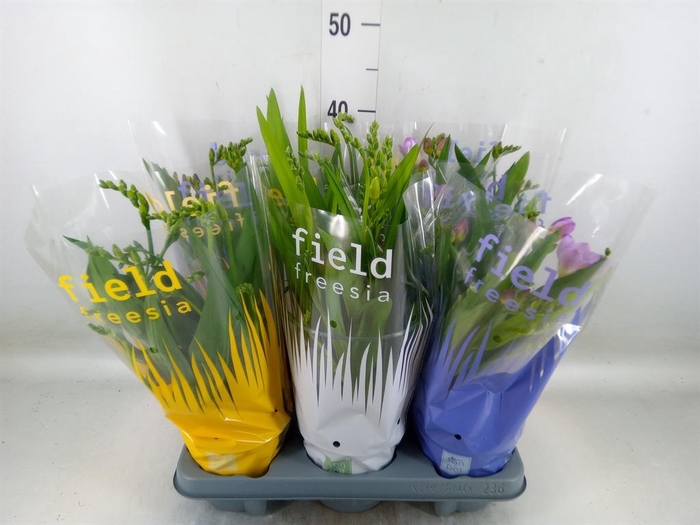 <h4>Freesia   ...</h4>