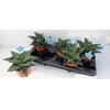 Gasteraloe Tiki Zilla