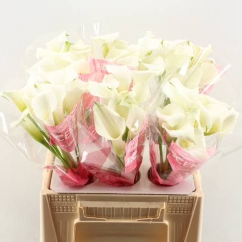 <h4>ZANT CRYSTAL BLUSH 40 CM P.BLIK</h4>