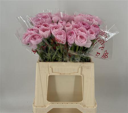 <h4>Ran Suc 1st Lady</h4>