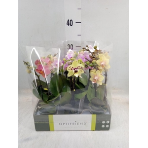 Phalaenopsis multi.   ...mix  5