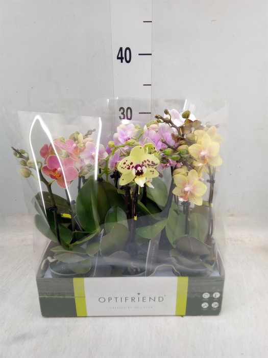 <h4>Phalaenopsis multi. ...mix 5</h4>