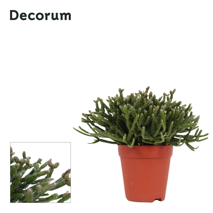 <h4>RHIPSALIS BURCHELLII</h4>