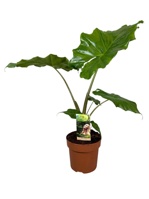 <h4>Alocasia Portodora</h4>