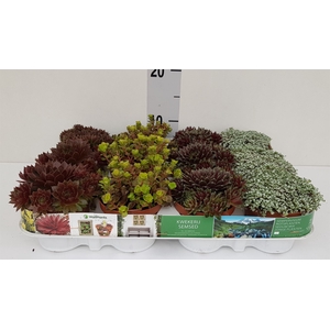 Sempervivum   ...mix