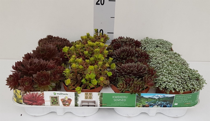 Sempervivum   ...mix