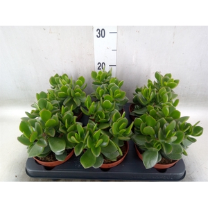 Crassula  'Hulk'