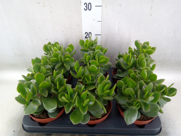 <h4>Crassula  'Hulk'</h4>