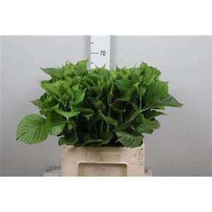 Hydr Macrophyll Blad