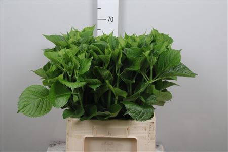 <h4>Hydr Macrophyll Blad</h4>