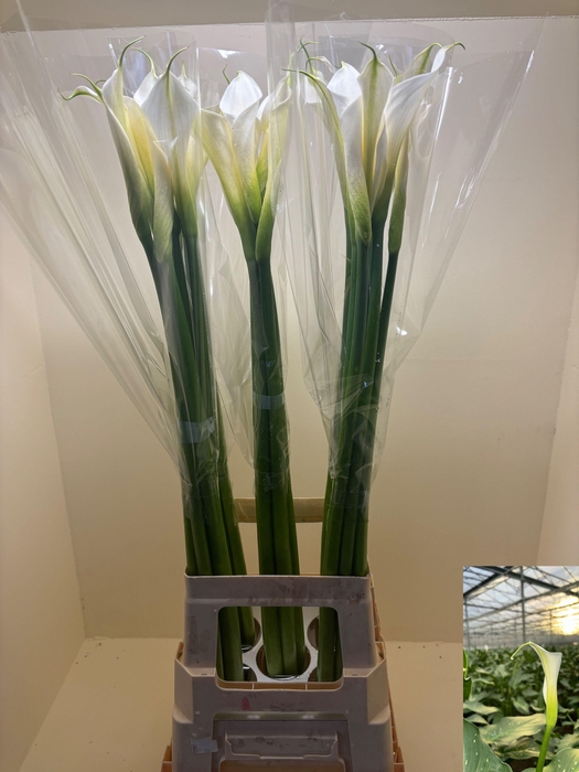 <h4>ZANT AE INNOCENCE</h4>