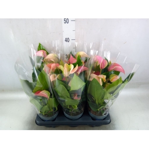Anthurium  'Joli Duo'  ..mix in pot
