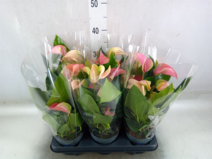 <h4>Anthurium  'Joli Duo'  ..mix in pot</h4>