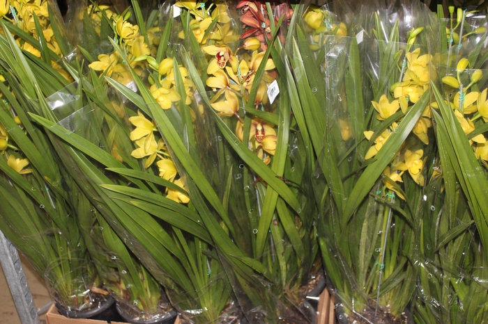 <h4>CYMBIDIUM 2 HASTES P18 MIN 2 HA POR RECIPIENTE</h4>