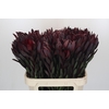 Leucadendron Saf Sunset Dark R.