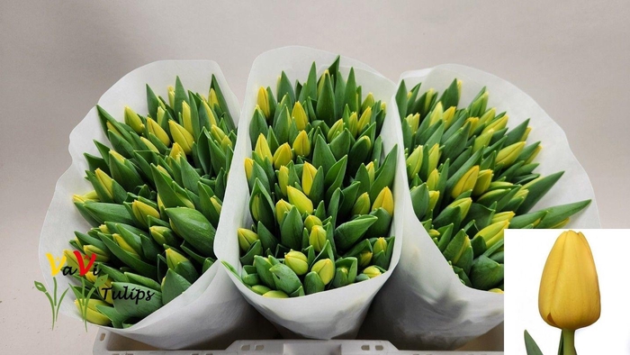 <h4>TU EN NOVI SUN</h4>