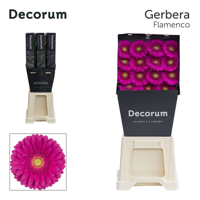 <h4>Gerbera Flamenco Diamond</h4>