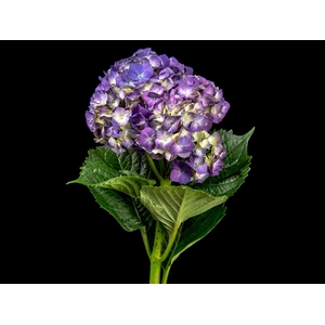 Hydr Beautyberry Extra 20-21cm