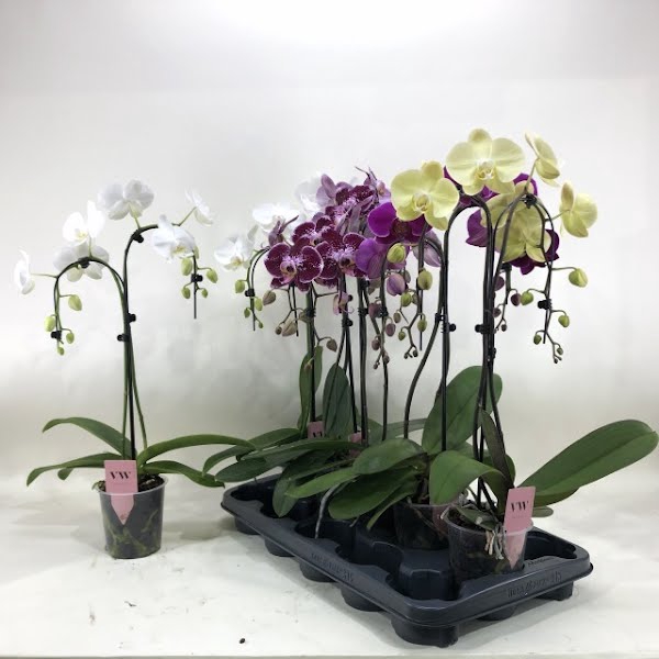 <h4>Phalaenopsis Mix Umbrella</h4>