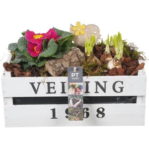 PTBM3894 Arrangement Flower Bulbs Mix in houten rechthoek pot