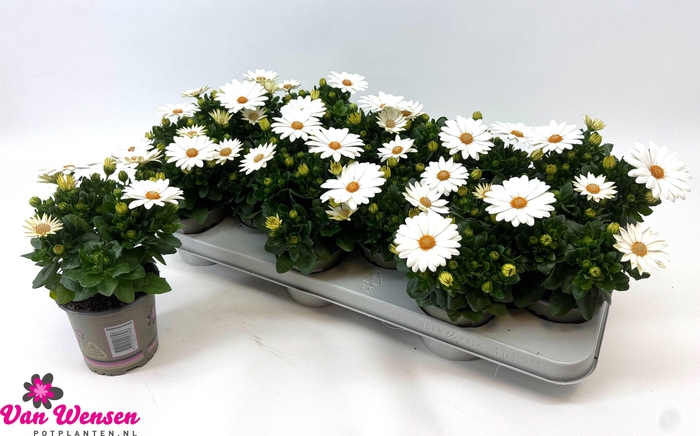 <h4>OSTEO MA CREAM</h4>