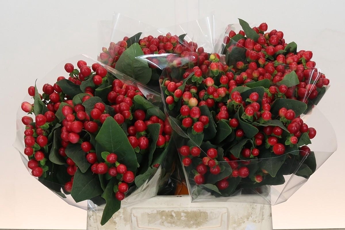 <h4>Hypericum True Romance</h4>