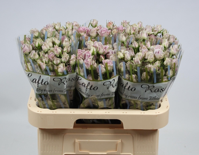 <h4>R TR SILVER SHADOW</h4>