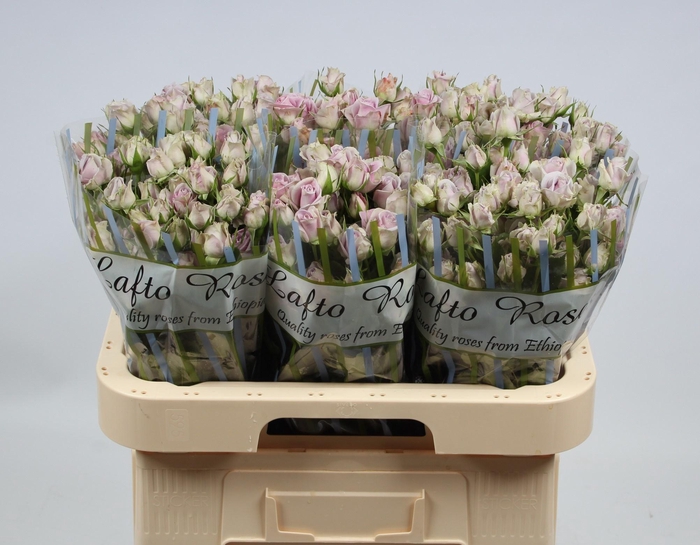 <h4>R TR SILVER SHADOW</h4>