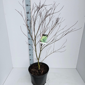 Acer palmatum Seiryu