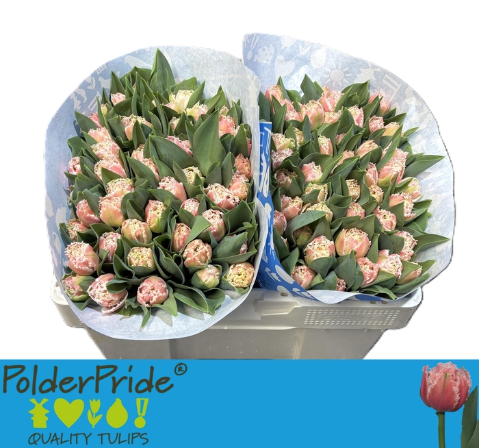 <h4>TU FR QUEENSLAND</h4>