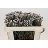 Kaaps Groen Silver Brunia