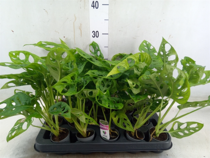 <h4>Monstera obliqua 'Monkey Mask'</h4>