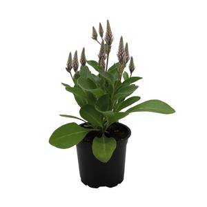 PTILOTUS EXALTATUS p11