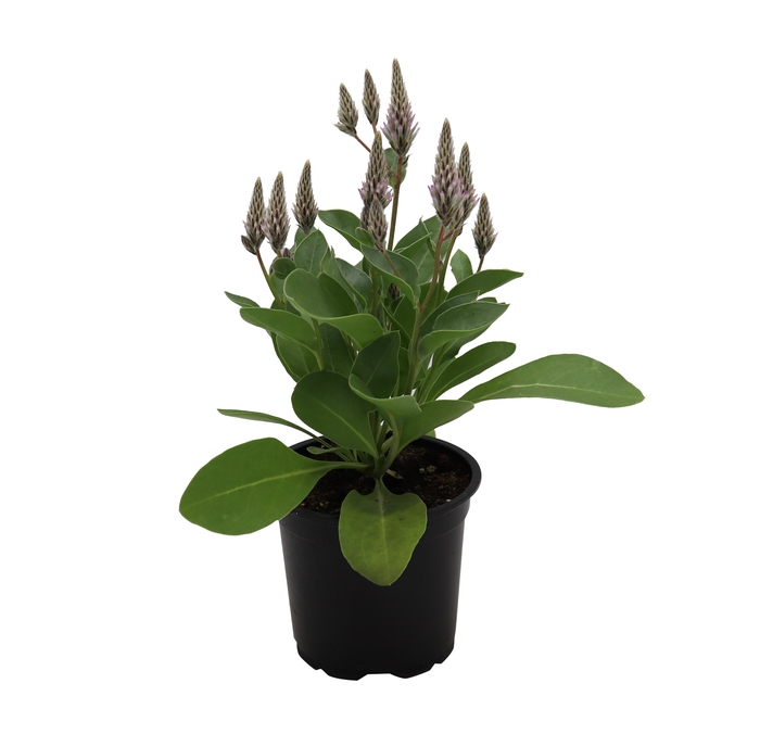 <h4>PTILOTUS EXALTATUS p11</h4>