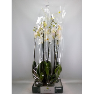 Phalaenopsis   ...white