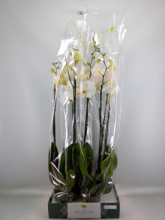 <h4>Phalaenopsis   ...white</h4>
