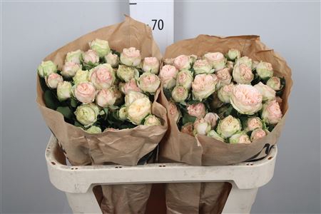 <h4>R Tr Gentle Trendsetter</h4>