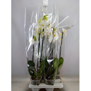 Phalaenopsis   ...white
