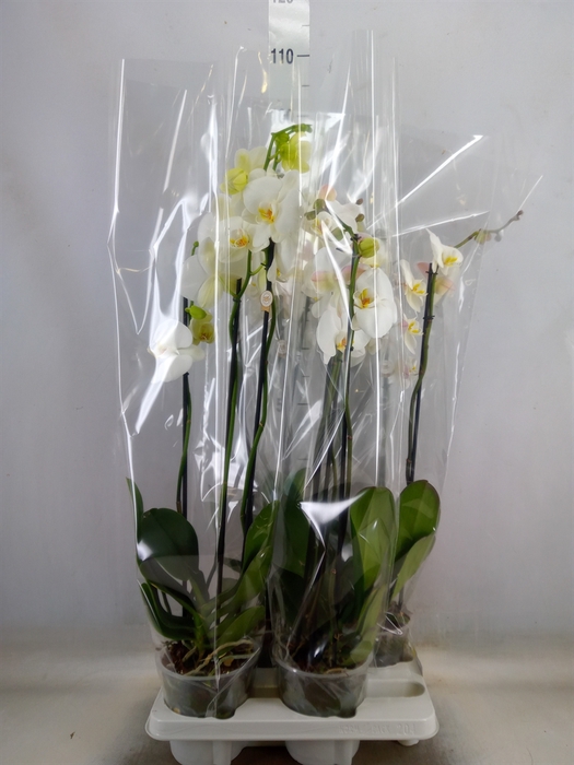 <h4>Phalaenopsis   ...white</h4>