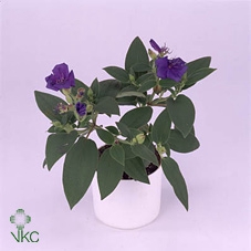 TIBOUCHINA RICH BLUE